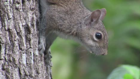 una ardilla en un árbol