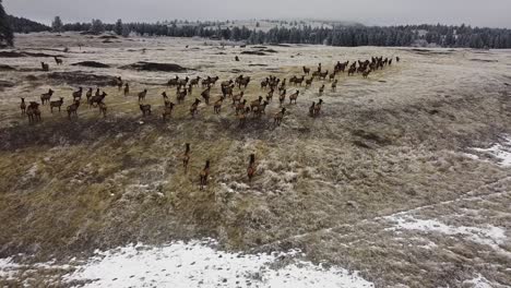 following a herd of elks from high on a cloudy day in winter, an aerial shot