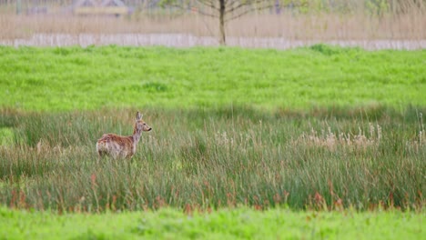 Einsames-Reh-Rehkitz-Stehend-Auf-Einer-Grasbewachsenen-Weide