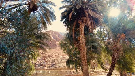 a canyon with a river between mountains and palm trees