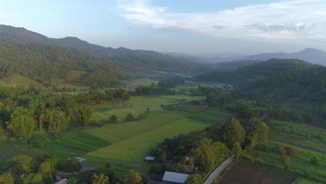 aerial view of rice fields and mountains