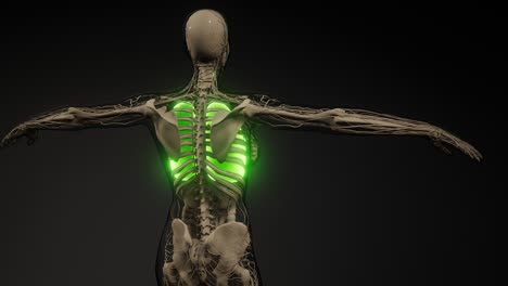 examen radiológico de los pulmones humanos