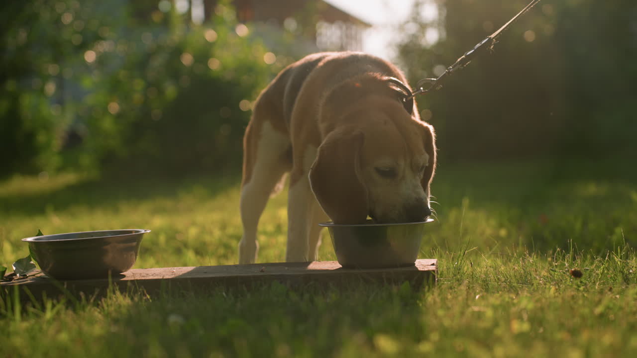 Dog on leash eating from metal bowl placed on wooden plank in lush outdoor garden under warm sunlight, with another empty bowl nearby, background featuring blurred greenery and distant building