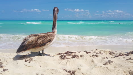 Pelican-walking-on-a-clear-water-beach-at-Playa-del-Carmen-during-a-sunny-day-in-the-Mayan-Riviera,-México
