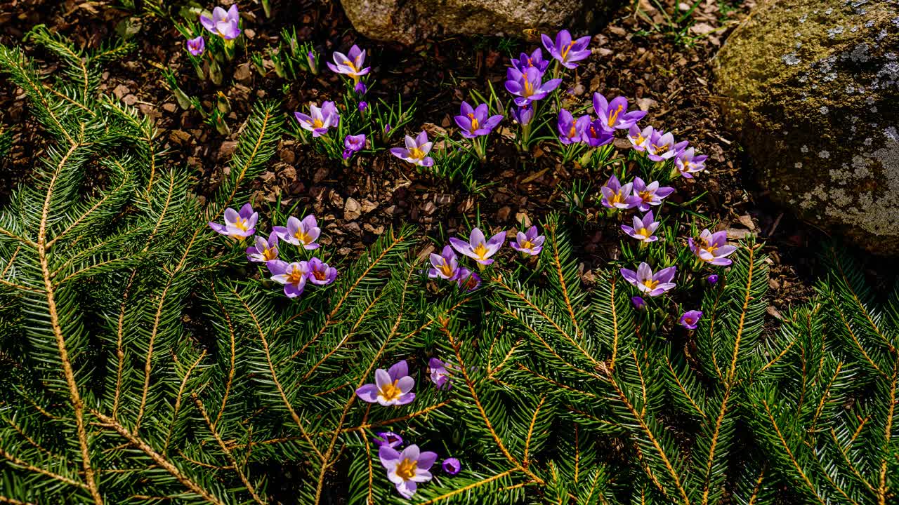 Full day timelapse with many purple crocus flowers blooming through melting snow in early spring sun. Garden bloom from daylight to dusk.