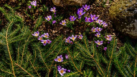 full day timelapse with many purple crocus flowers blooming through melting snow in early spring sun. garden bloom from daylight to dusk.