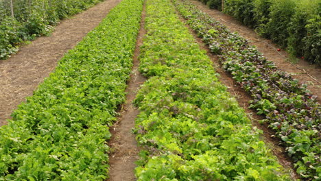 hermosa y fresca producción de lechuga verde en una granja orgánica en los estados unidos