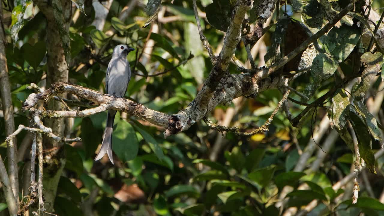 zoomando lentamente hacia un drongo ceniza dicrurus leucophaeus que está posado en una rama de un árbol en un bosque en tailandia