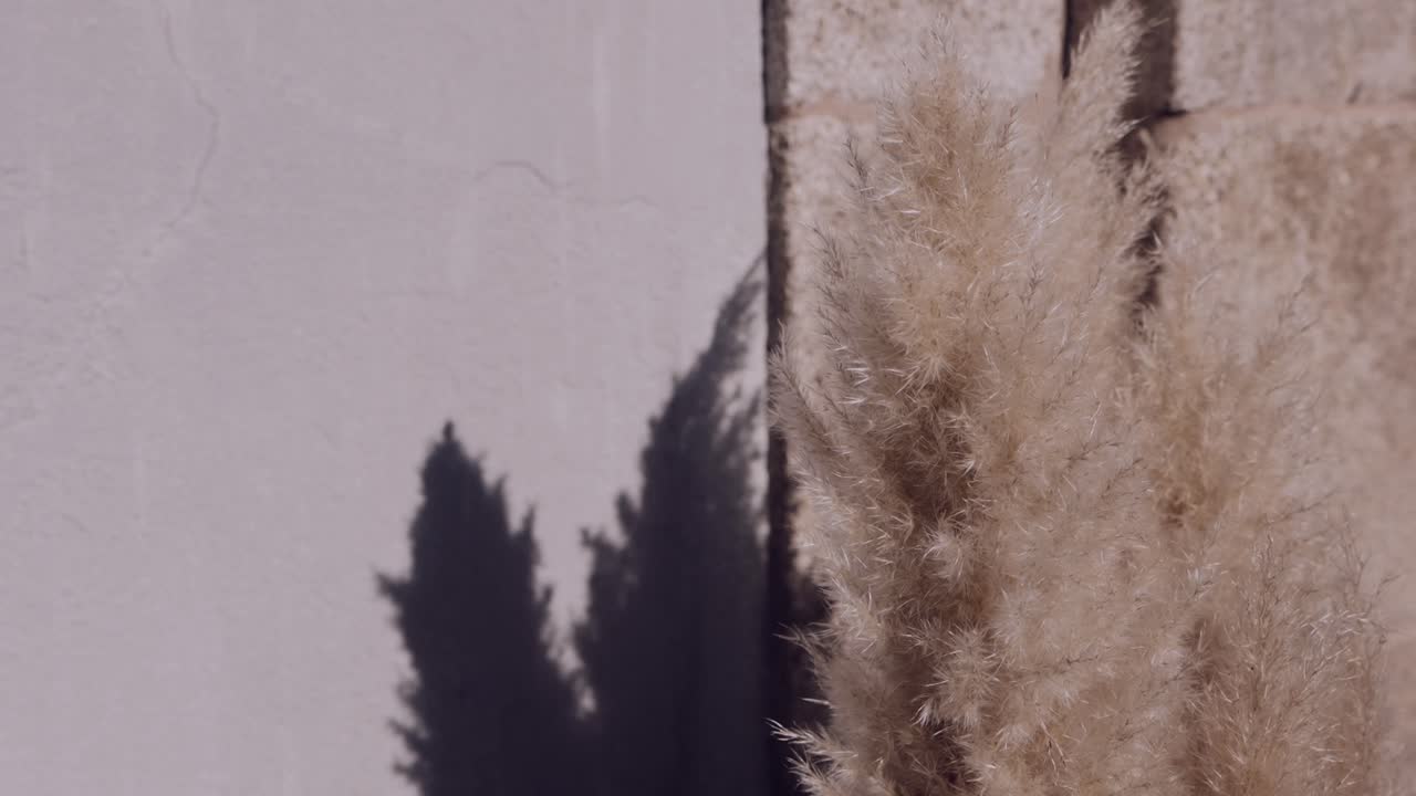 Fluffy pampas grass with sharp cypress shadow on a white wall in natural sunlight