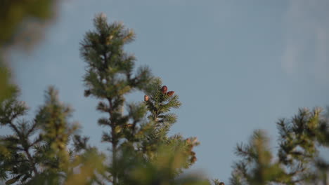 close up of pine tree branches with green needles and visible cones under bright clear blue sky, natural daylight highlighting texture of foliage and creating fresh peaceful outdoor atmosphere