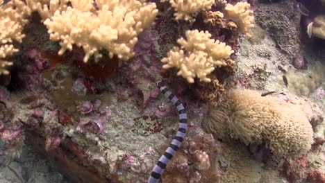 sea snake at twins