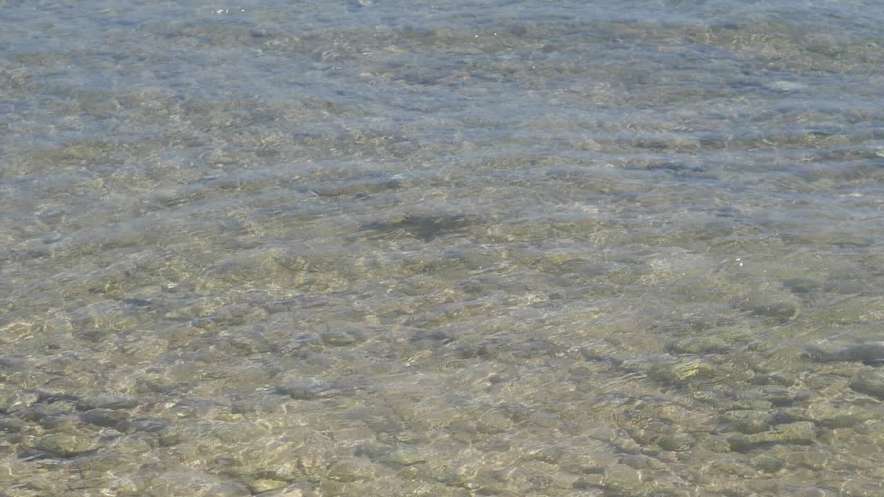 얕은 물에서 수영하는 새끼 블랙팁 암초 상어 새끼