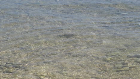 baby blacktip reef shark pup swimming in shallow waters