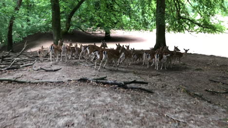 young deer and deer running through the woods