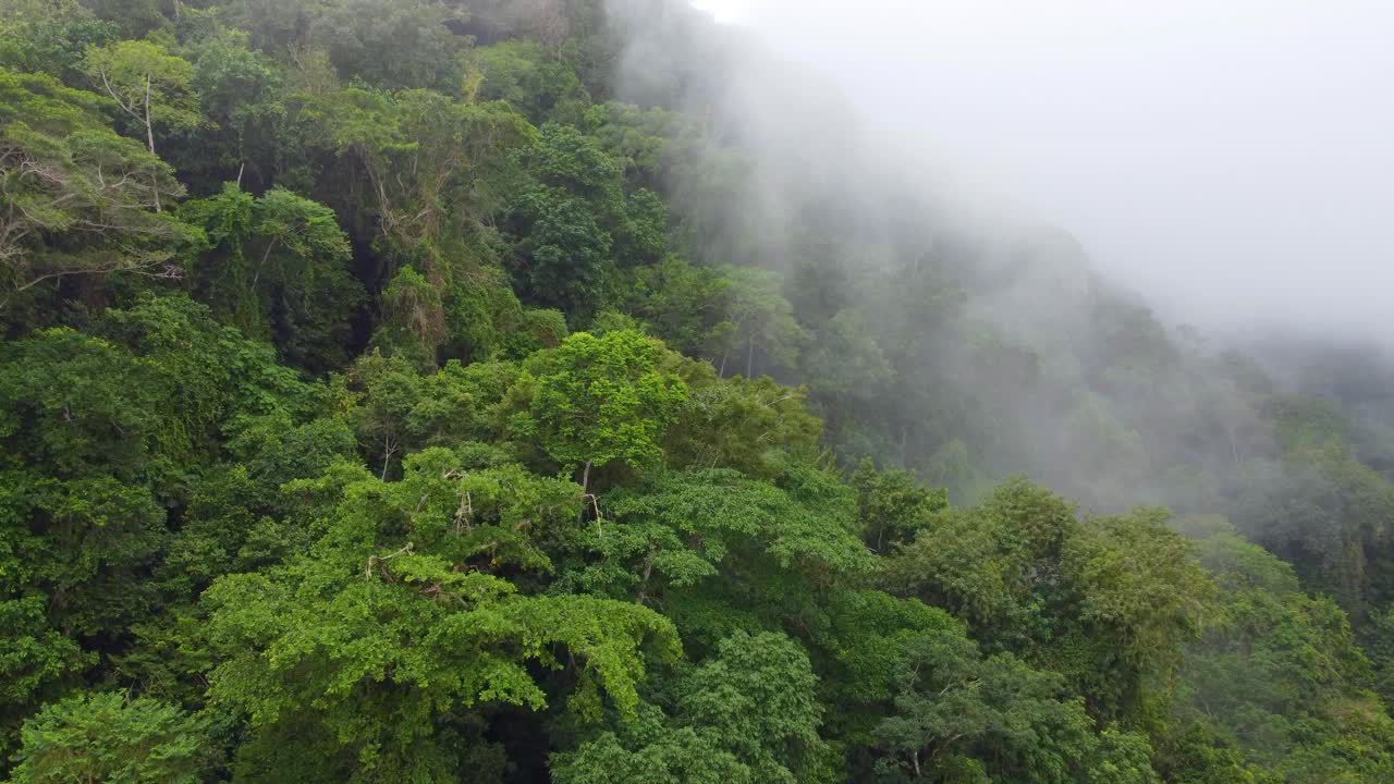 雨林山脈上的晨霧