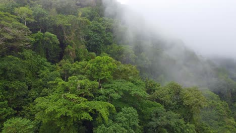 morning mist on the canopy in the mountains of the rainforest