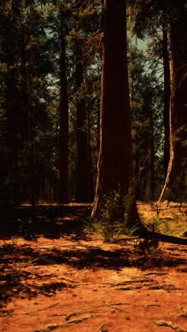 a tranquil forest with tall trees