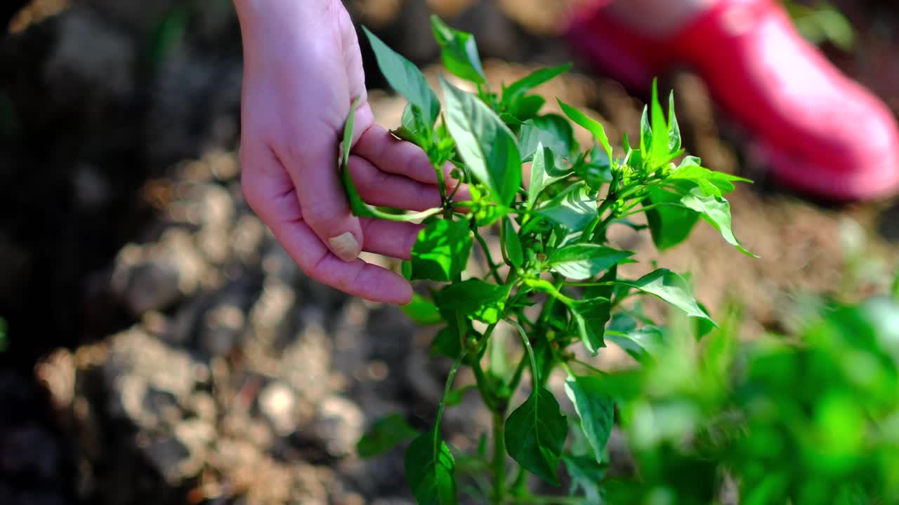 mujer recogiendo un pimiento de la planta