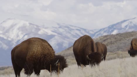 bison herd grazing with unreal mountain backdrop slomo