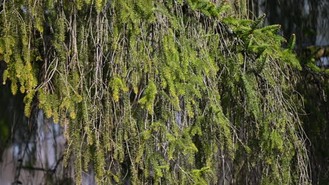 evergreen pine tree closeup of branch and pine needles in hungary