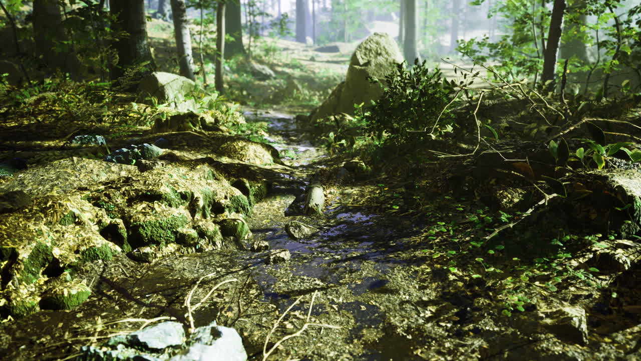 Calm forest stream flowing through a bright woodland during the day