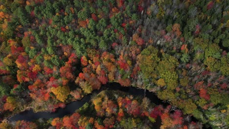 top down aerial view of red green and yellow autumn tree leaf colors in a forest with clouds shadows and small river, drone shot