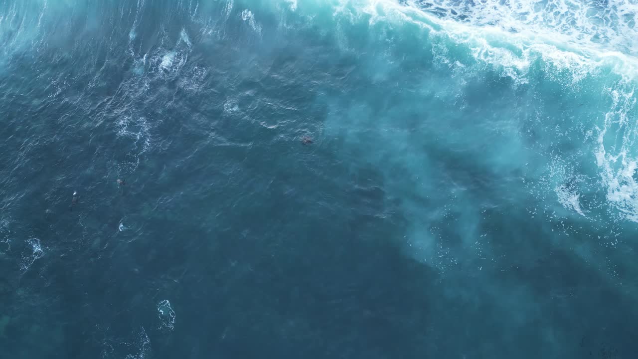 Záběr dronem přímo shora s lachtany surfujícími a vyskakujícími z vody během Královského přílivu v La Jolla v Kalifornii.