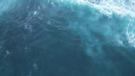 Done-shot-straight-down-with-Sea-Lions-surfing-and-jumping-out-of-water-during-King-Tide-in-La-Jolla-California