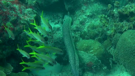 Anguila-Moray-Manchada-Sobre-La-Marcha