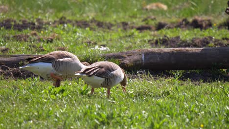 close up shot showing couple of european geese looking for food in green lawn during sunlight