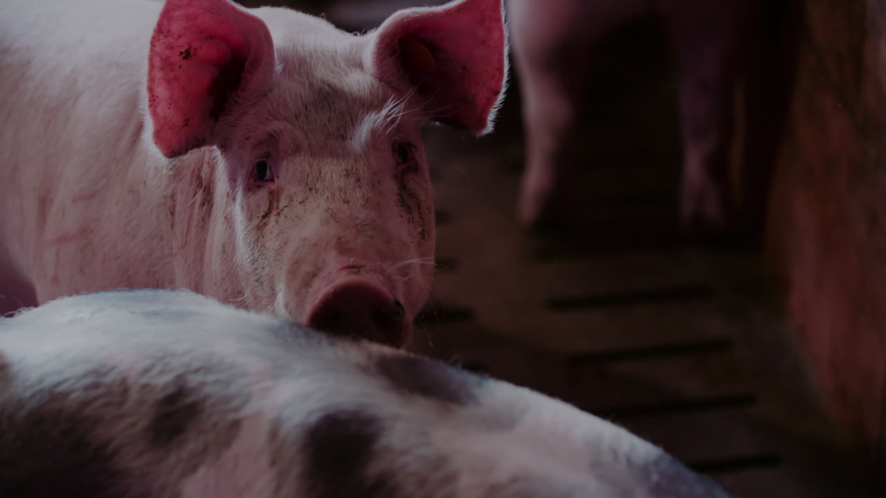 농장에서의 돼지