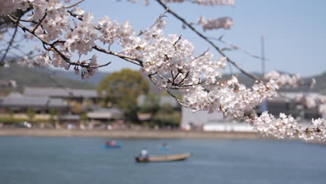 stunning cherry blossoms in bloom by the river in japan