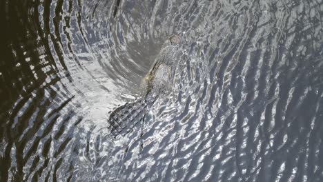 overhead-of-a-huge-alligator-in-Myakka-State-Park-in-Manatee-County,-Florida