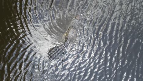 sobrecarga de un enorme caimán en el parque estatal myakka en el condado de manatee, florida