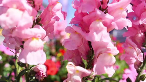 primer plano de las flores de snapdragon rosas en italia