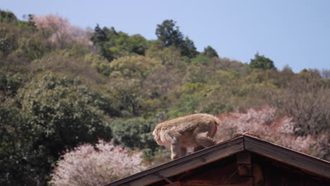 Affen-Laufen-Auf-Dem-Dach-In-Japan