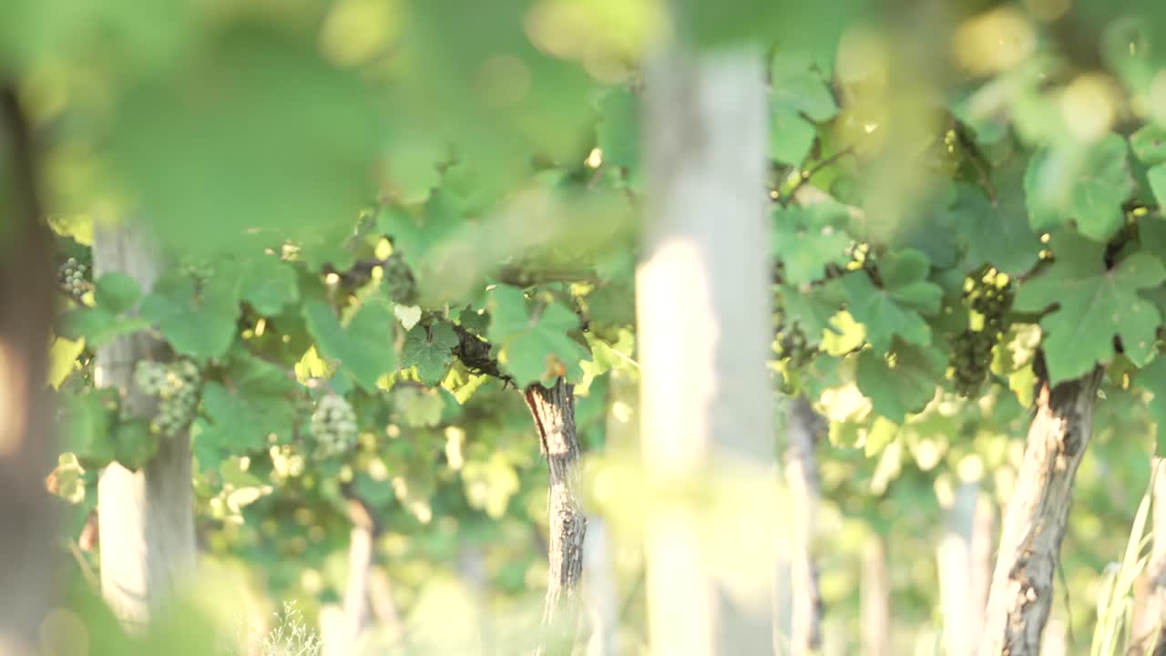 포도원의 덩굴에 매달려 있는 설익은 녹색 포도 다발