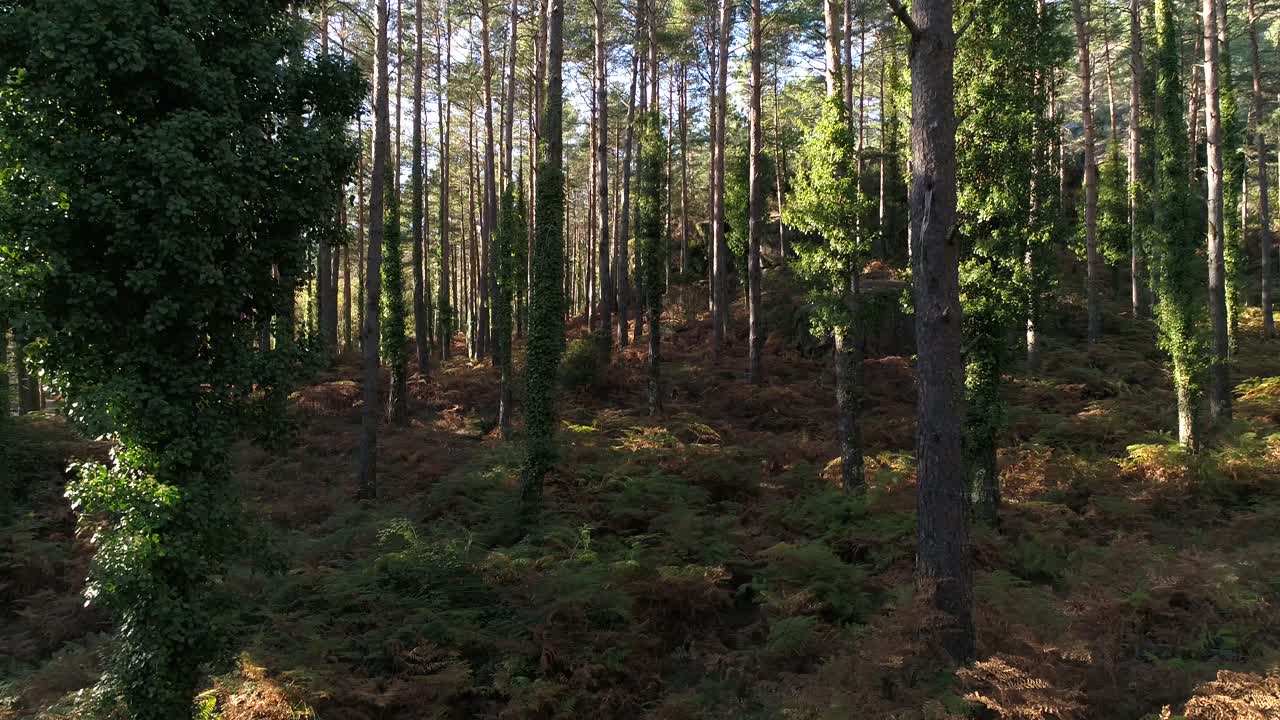 Magica foresta nebbiosa in una mattinata estiva all'alba, ripresa dolly