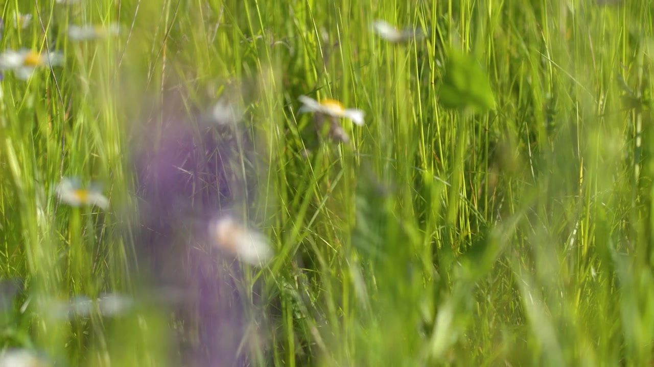 Un primo piano statico di margherite bianche e fiori selvatici viola in un campo soleggiato.