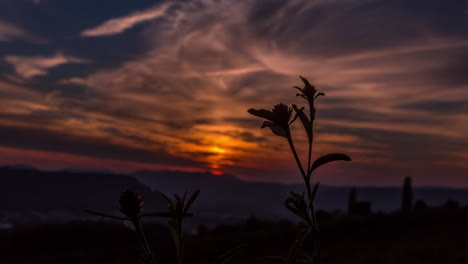 flor en el lapso de tiempo de la puesta del sol de la naturaleza