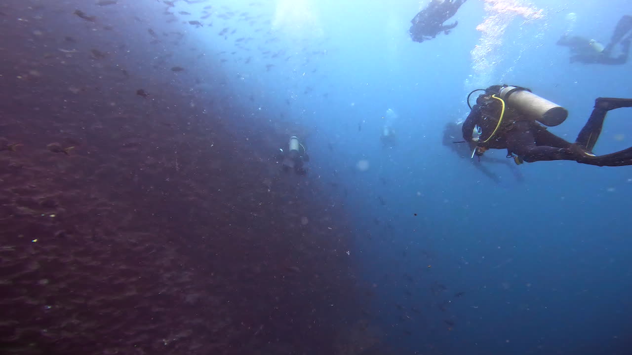 aquatic shot of shoal and divers