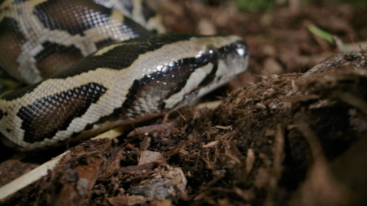 Baby burmese python crawling along the dirt