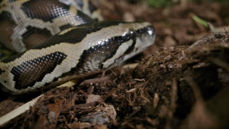 baby burmese python crawling along the dirt