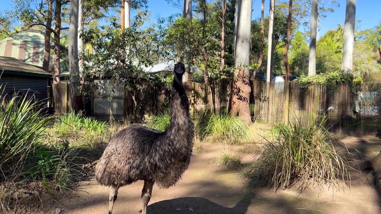 Grande emu incapace di volare in allerta in un ambiente di foresta di eucalipti soleggiata a Sancrox, Australia