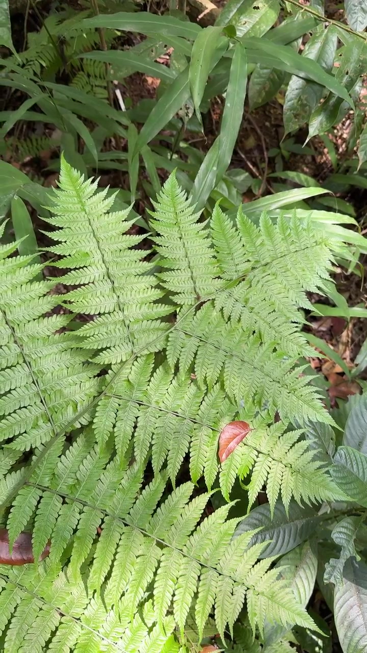 Foto Jarak Dekat Daun Pakis Hijau di Hutan Tropis