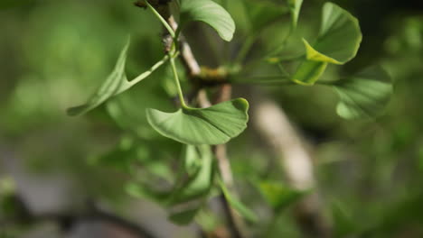 Gingko-Baum-Verlässt-Version-2.-20-Sek.-24-Fps