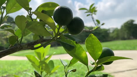 Tree-of-green-Philippine-calamansi-plant-with-pathway-and-green-forest-in-the-background