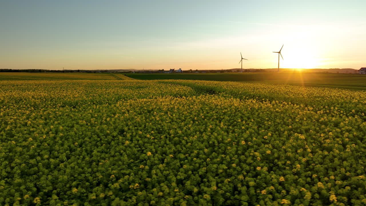 vista aérea sobre un campo de colza con turbinas eólicas visibles en la distancia, el sol poniéndose en el horizonte