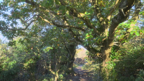 Walking-along-a-woodland-path-towards-gate-in-early-morning-autumn-light