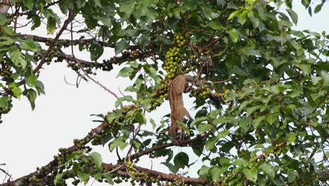 Seen-busy-looking-for-a-fruit-and-then-jumps-down-to-another-branch-to-find-more-food,-Three-striped-Palm-Civet-Arctogalidia-trivirgata,-Thailand